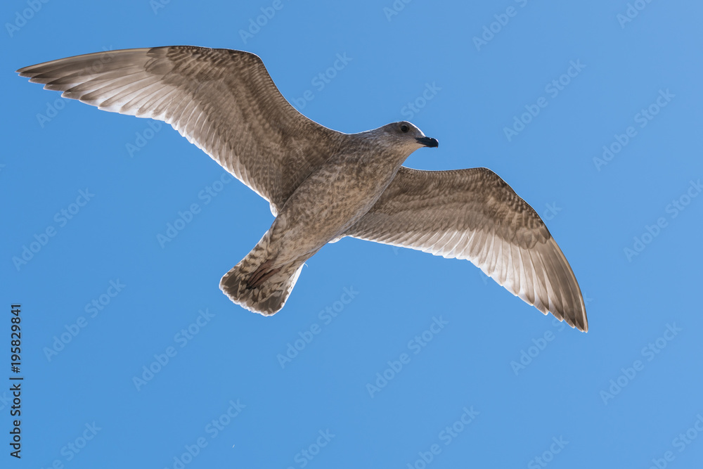 Fototapeta premium A Seagull Flying In The Sky
