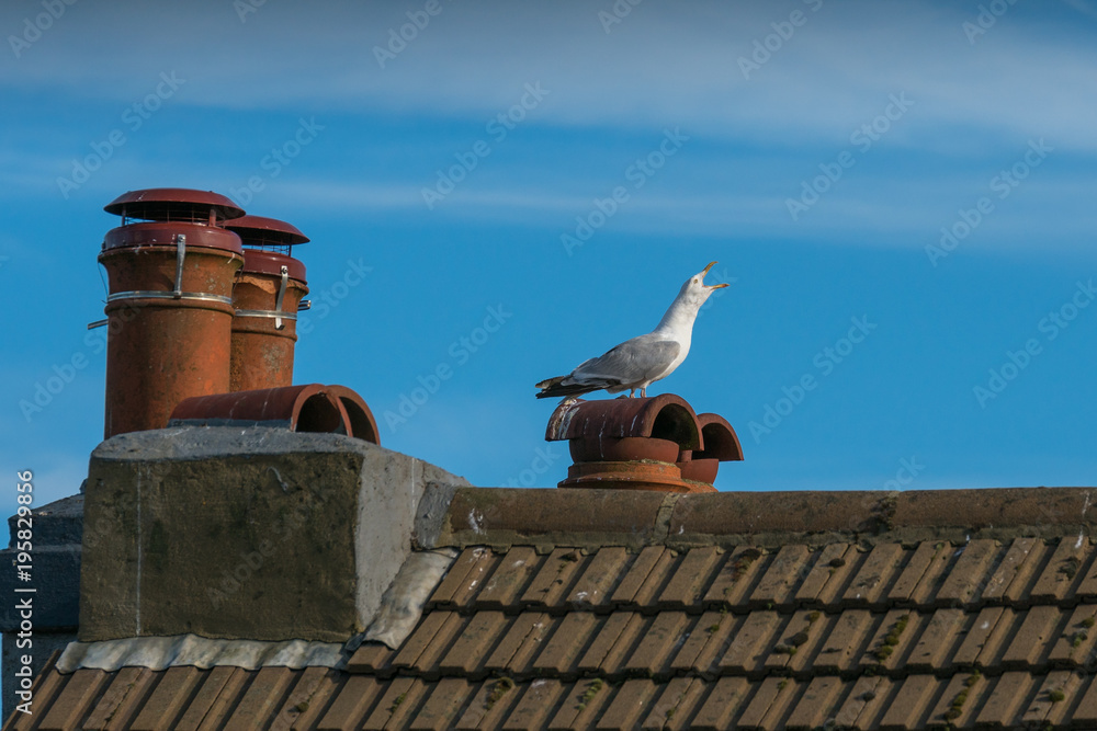 Squawking Seagull On Top Of The Chimney Squawking Seagull On Top Of The Chimney