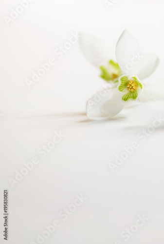 Romantischer Blumenrahmen mit Schneegl  ckchen auf hellem Hintergrund