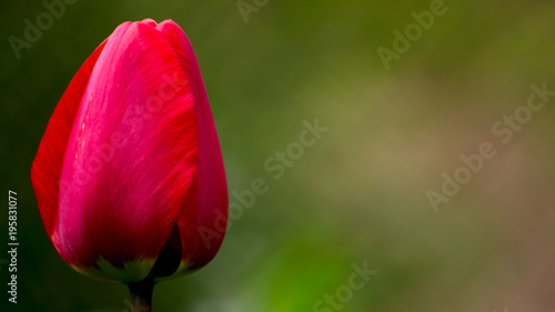 natural background one red tulip dark background