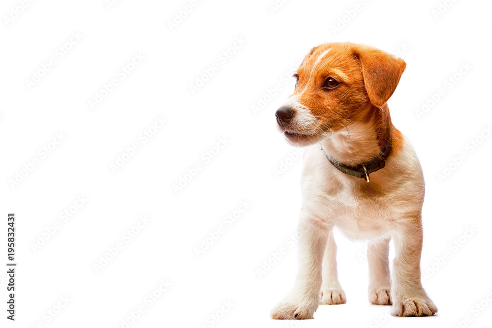 Small cute jack russel terrier puppy isolated on white background. Small cute jack russel terrier puppy isolated on white background.