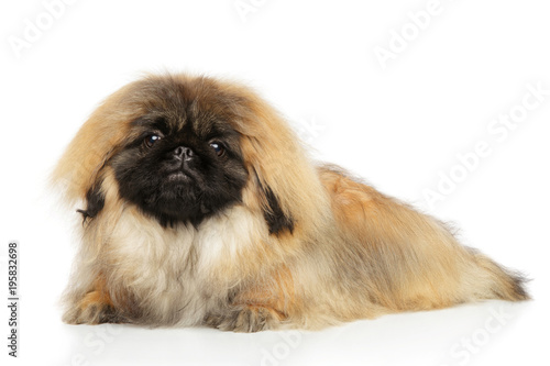 Foto Pekingese on white