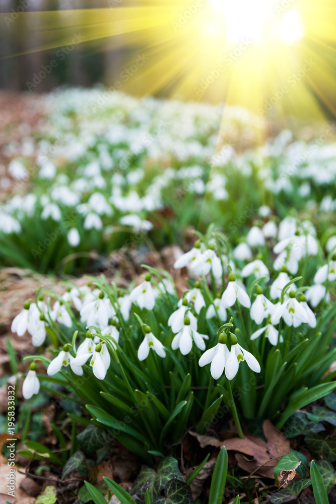 Fototapeta premium white snowdrop flowers in spring