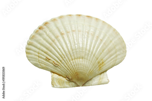 scallops shell (See Pectinidae) on the white background(isolated on white and clipping path)