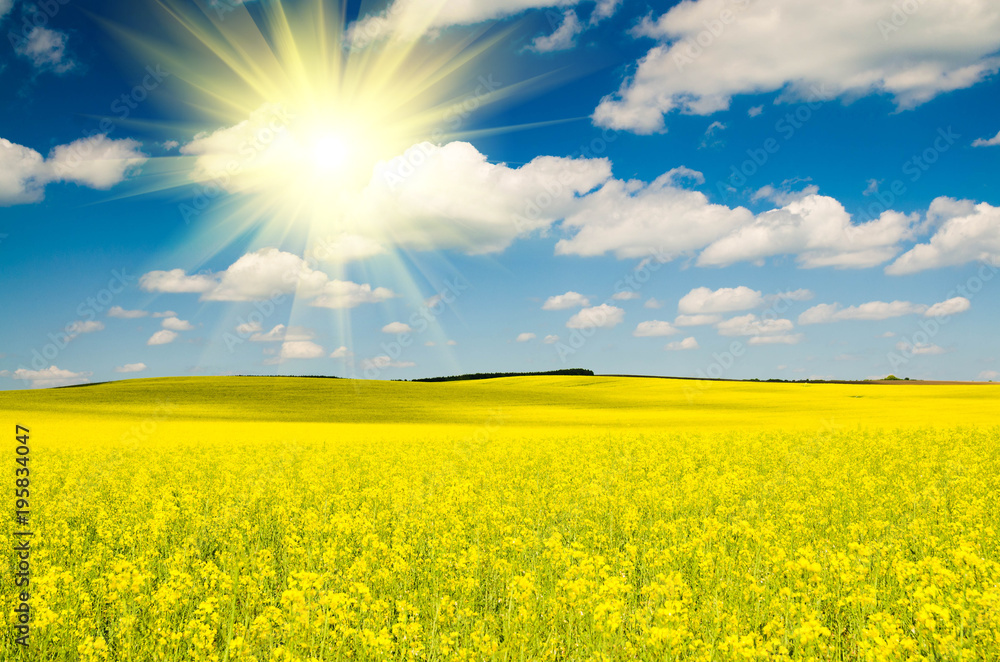 Obraz premium beautiful rape field