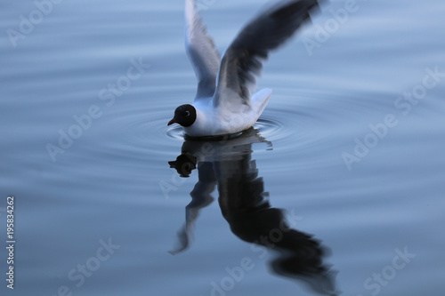 Möwe in Aktion