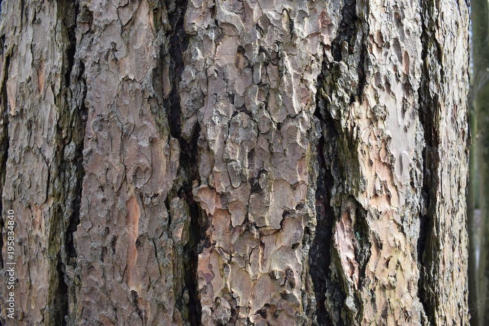 Fototapeta premium Closeup of a brown tree bark