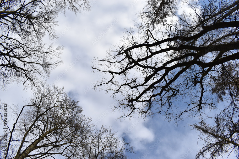 Big trees photographed from below on a sunny day in Kassel, Germany Big trees photographed from below on a sunny day in Kassel, Germany
