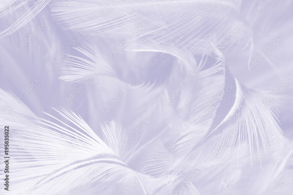 Obraz premium Violet color trends bird feather texture background 