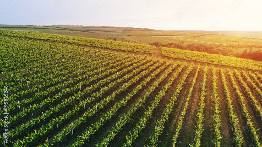 Aerial view  of a green summer vineyard at sunset