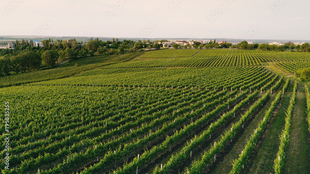 Aerial view of a green summer vineyard at sunset Aerial view of a green summer vineyard at sunset