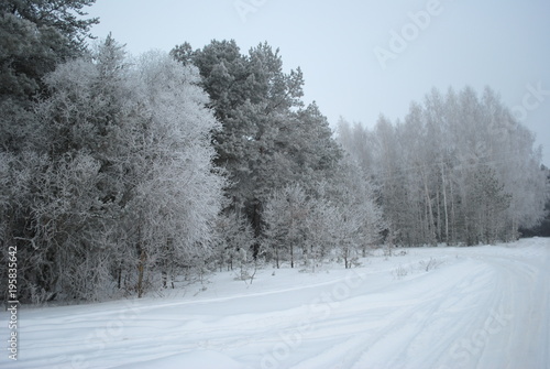 зимний лес © Максим Волков