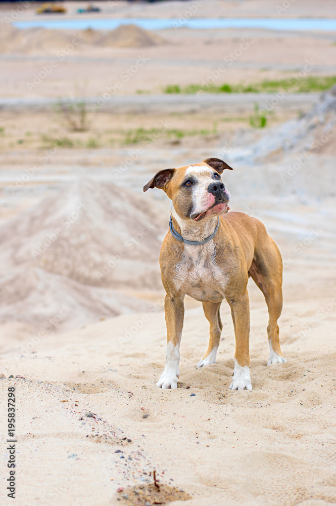 Outdoor Portrait of Cute Red American Staffordshire Terrier in a desert