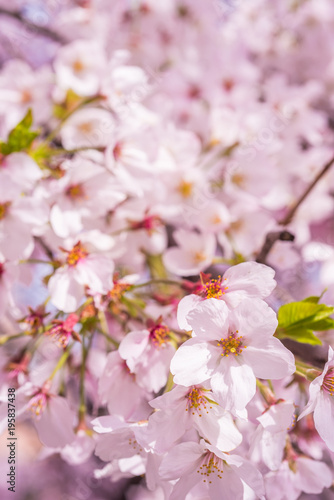 Close up of Perfect Sakura Cherry Blossoms 