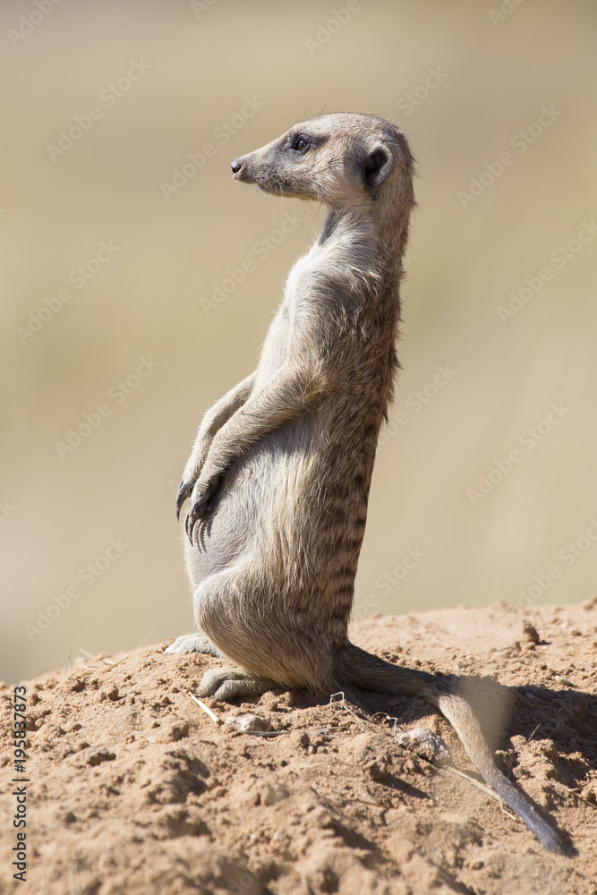 Suricate keeps a lookout at its den in sandy soil of the Kalahari Suricate keeps a lookout at its den in sandy soil of the Kalahari
