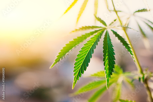 Green leaf of cannabis, background image. Thematic photos of hemp and marijuana photo