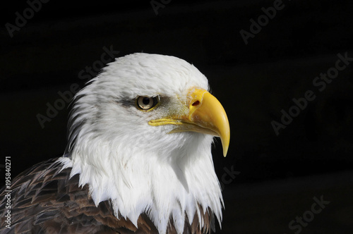 Weißkopfseeadler (Haliaeetus leucocephalus), Vorkommen in Nordamerika, captive, Deutschland, Europa