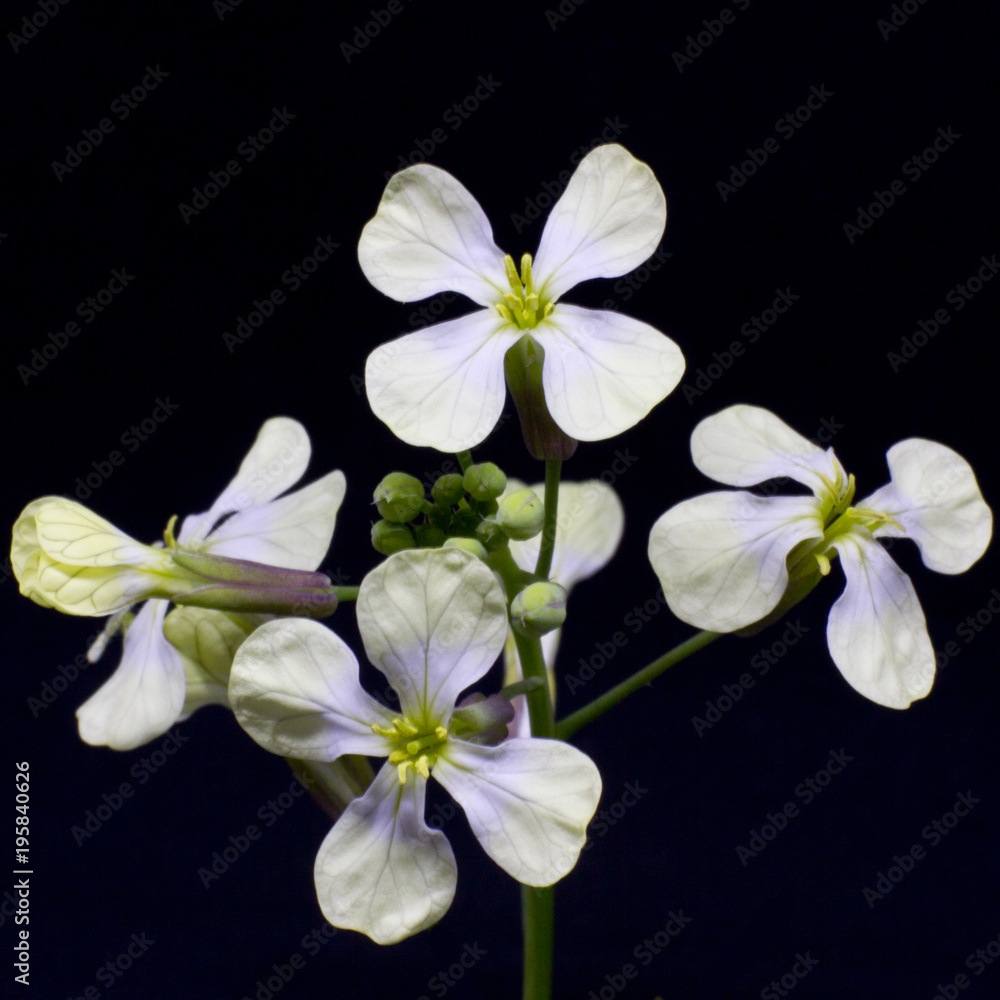 The first spring white flowers on a green stalk with buds. Isolated on black background The first spring white flowers on a green stalk with buds. Isolated on black background