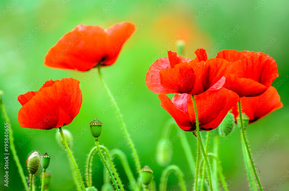 Fototapeta premium poppy closeup red green bokeh