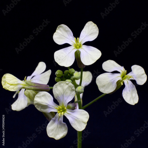 The first spring white flowers on a green stalk with buds. Isolated on black background