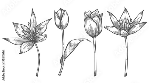 Wallpaper Mural Flower illustration set Torontodigital.ca