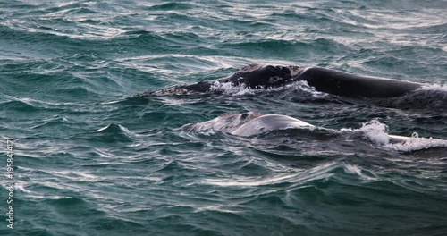 Southern Right whale mother and calf off Southern Ocean. Filmed off the coast in Portland Victoria Australia. 