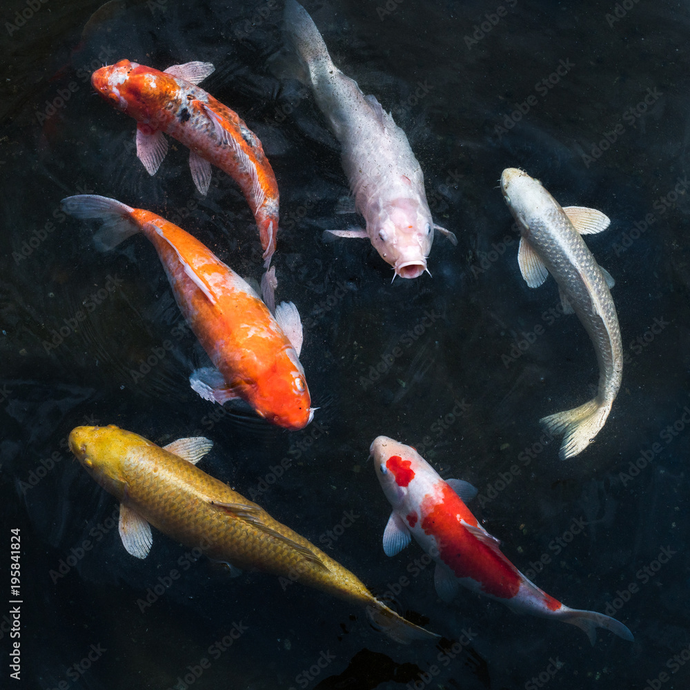 Bunte Koi schwimmen in einem Teich Stock Photo Adobe Stock