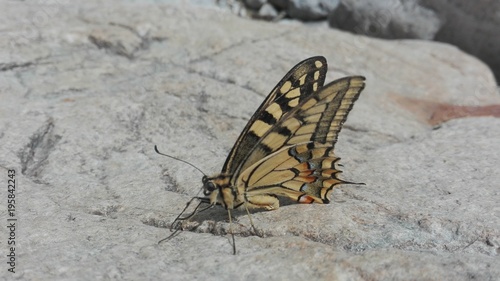 Butterfly detail