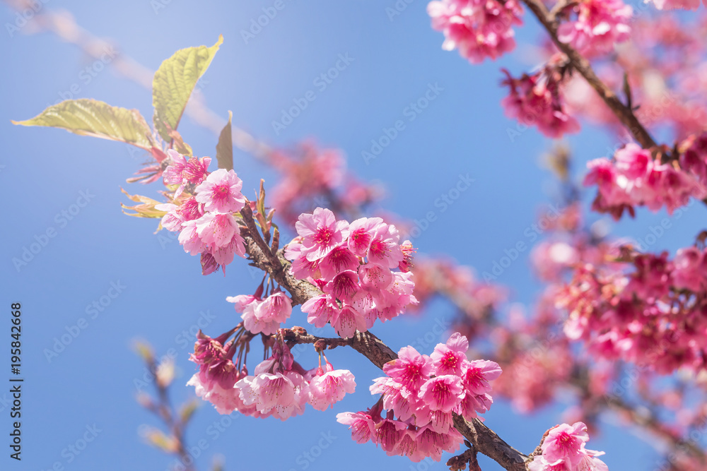 Close up pink Sakura flowers or Cherry blossom blooming on tree in springtime with blue sky