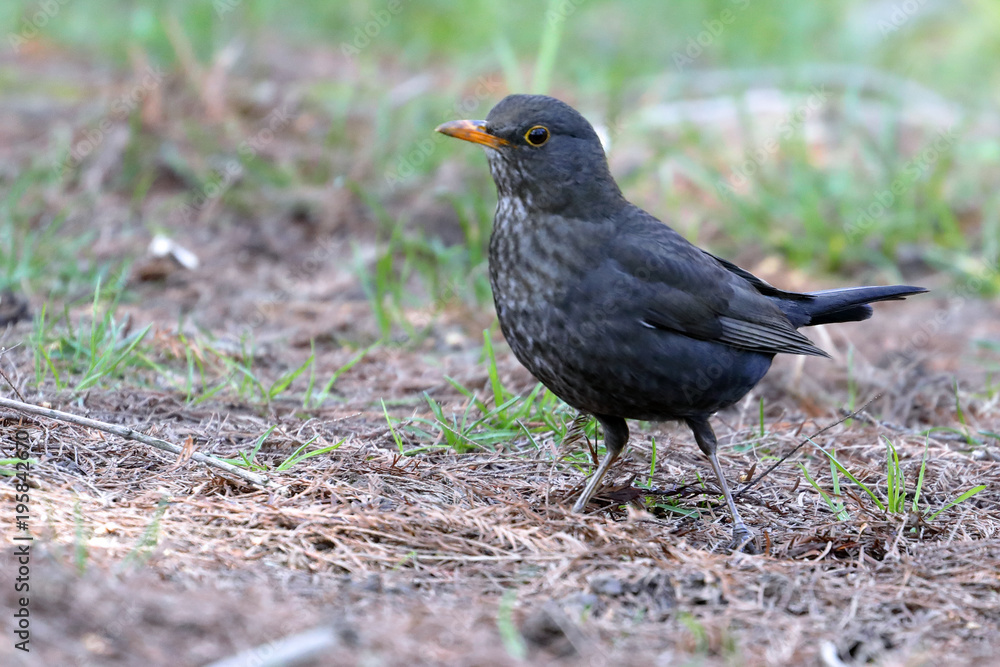 a blackbird searches for food on the ground in the park a blackbird searches for food on the ground in the park