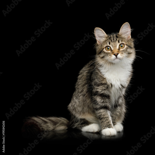 Fototapeta Naklejka Na Ścianę i Meble -  Tabby Kitten Sitting with Interest looking in Camera on Isolated Black Background, front view