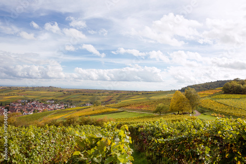 Vineyards in autumn