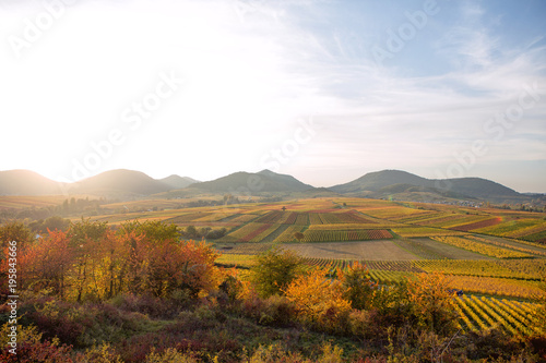 Vineyards in autumn