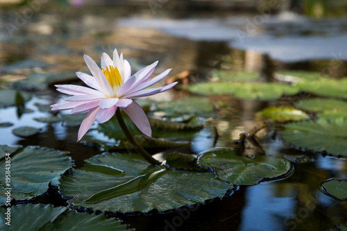 Water lily macro