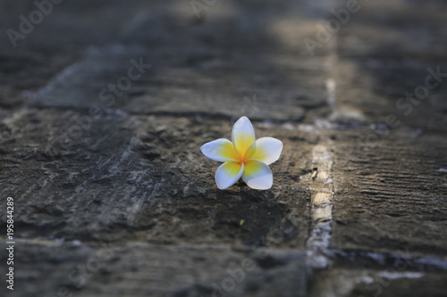 flower on garden tile