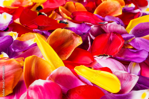 Background of  petals tulips