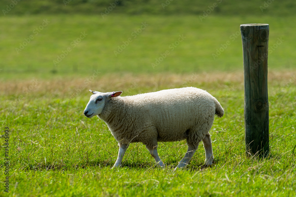 Sheep Walking On Grassy Field I