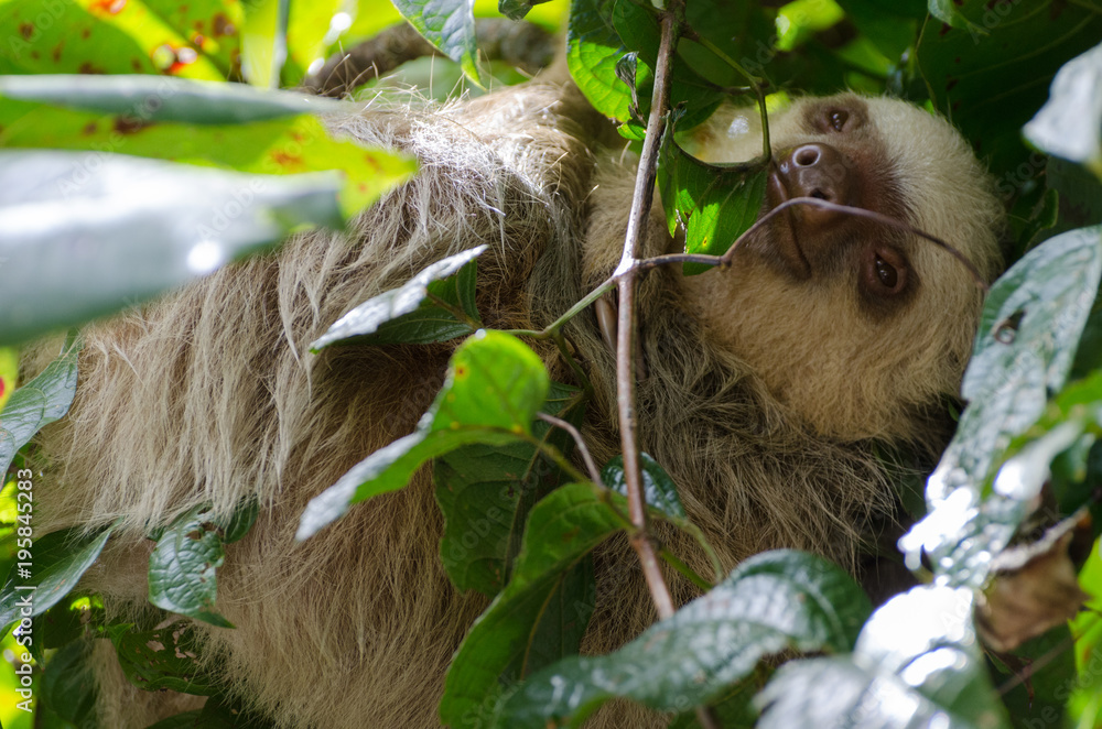 Fototapeta premium Zweifingerfaul in Caño Negro, Costa Rica