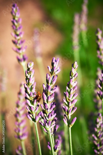 beetle on lavender flowers