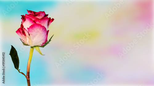 Closeup image of white red rose isolated on colorful background with clipping path