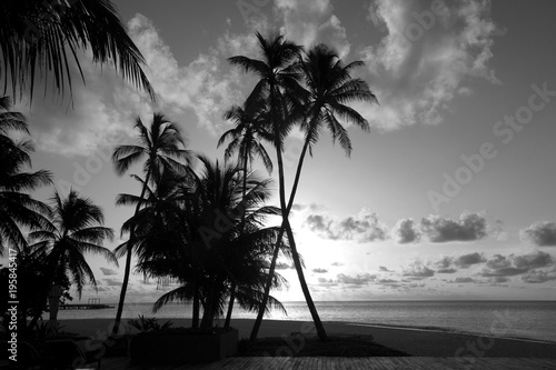 Silhouettes of palm trees on the shore in black and white color