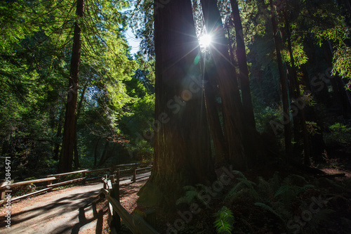 Muir woods National Monument near San Francisco in California  USA