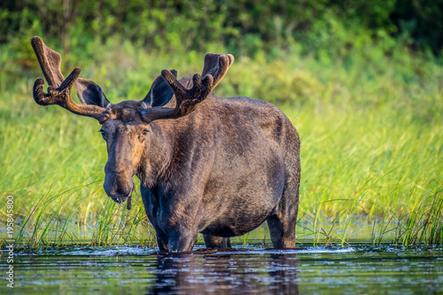 Photography A large bull moose walking along the shore of the lake.
