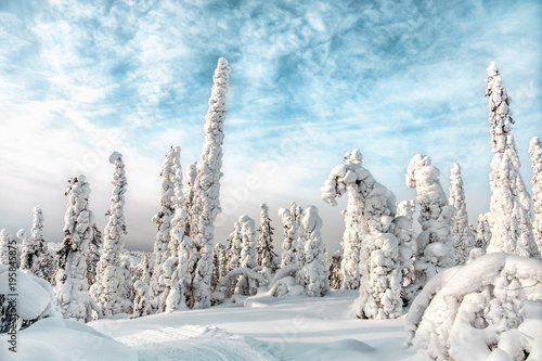 Winter landscape. North Karelia. Russia