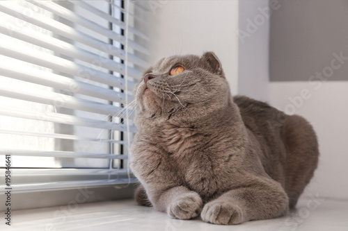 Cute cat resting near window blinds