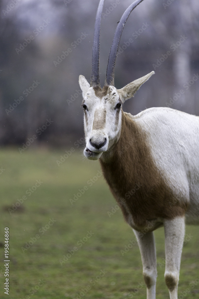 The scimitar oryx, scimitar-horned oryx The scimitar oryx, scimitar-horned oryx