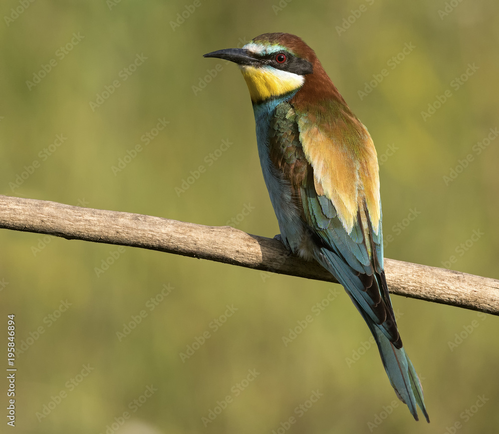 Fototapeta premium Bee-Eater