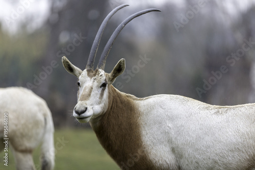 The scimitar oryx,  scimitar-horned oryx photo