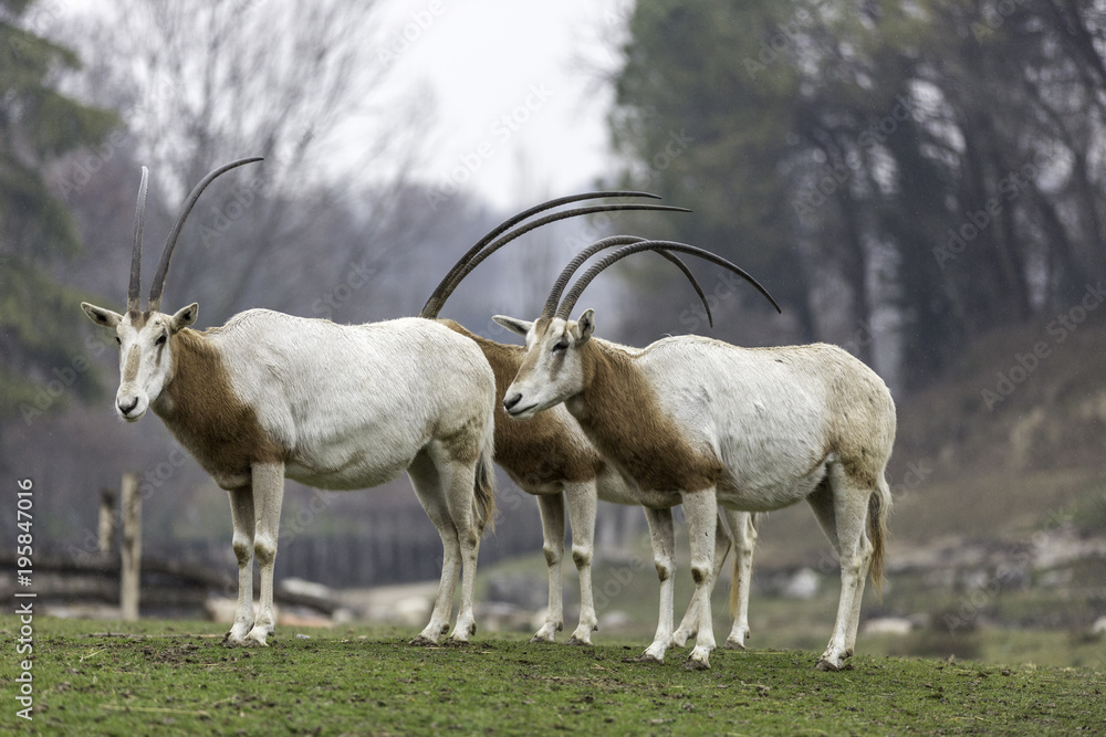 Fototapeta premium The scimitar oryx, scimitar-horned oryx