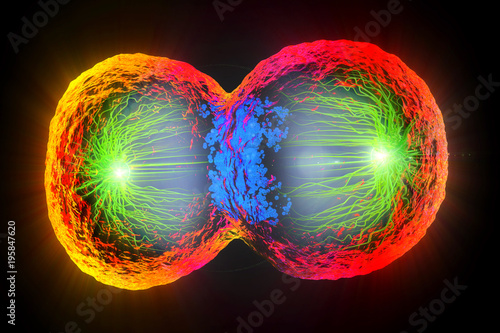3d illustration of colorful cell division, cell membrane and splitting nucleus